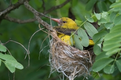 Wielewaal; Eurasian Golden Oriole; Oriolus oriolus