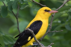 Wielewaal; Eurasian Golden Oriole; Oriolus oriolus