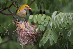 Wielewaal; Eurasian Golden Oriole; Oriolus oriolus