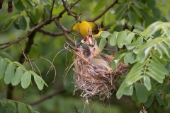Wielewaal; Eurasian Golden Oriole; Oriolus oriolus