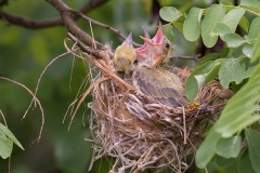 Wielewaal; Eurasian Golden Oriole; Oriolus oriolus