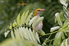 Wielewaal; Eurasian Golden Oriole; Oriolus oriolus