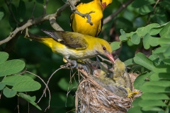 Wielewaal; Eurasian Golden Oriole; Oriolus oriolus