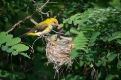 Wielewaal; Eurasian Golden Oriole; Oriolus oriolus