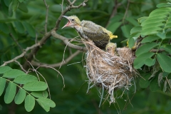Wielewaal; Eurasian Golden Oriole; Oriolus oriolus