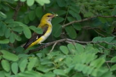 Wielewaal; Eurasian Golden Oriole; Oriolus oriolus