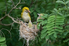 Wielewaal; Eurasian Golden Oriole; Oriolus oriolus