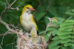Wielewaal; Eurasian Golden Oriole; Oriolus oriolus