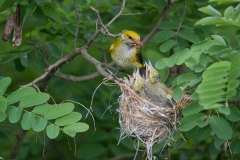 Wielewaal; Eurasian Golden Oriole; Oriolus oriolus