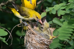 Wielewaal; Eurasian Golden Oriole; Oriolus oriolus