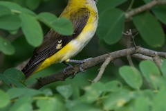 Wielewaal; Eurasian Golden Oriole; Oriolus oriolus