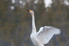 Wilde zwaan
