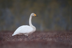 Wilde zwaan_HB74566