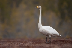 Wilde zwaan_HB74608