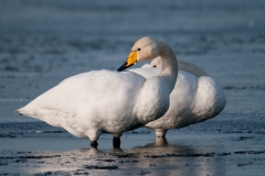 Wilde zwaan_HBN8265