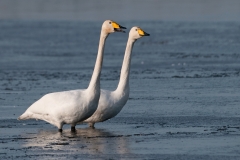 Wilde zwaan_HBN8324