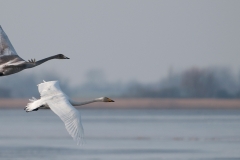Wilde zwaan_HBN8347
