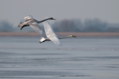 Wilde zwaan_HBN8348