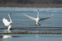 Wilde zwaan_HBN8389