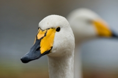 wilde zwaan-1