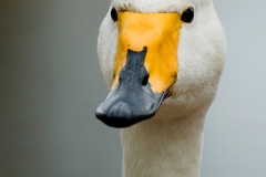 wilde zwaan-2