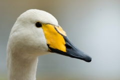 wilde zwaan-3