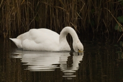 wilde zwaan_HBO3370