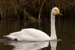 wilde zwaan_HBO3374