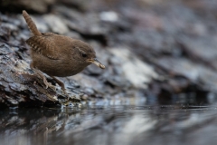 Winterkoning; Wren; Scricciolo; Troglodytes troglodytes