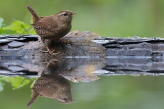 Winterkoning; Wren; Scricciolo; Troglodytes troglodytes