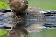 Winterkoning; Wren; Scricciolo; Troglodytes troglodytes