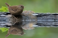 Winterkoning; Wren; Scricciolo; Troglodytes troglodytes