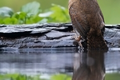 Winterkoning; Wren; Scricciolo; Troglodytes troglodytes