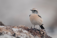 Woestijntapuit; Desert Wheatear; Oenanthe deserti