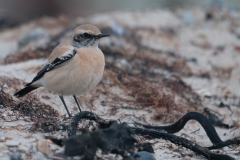 Woestijntapuit; Desert Wheatear; Oenanthe deserti