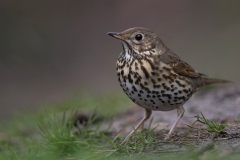 Zanglijster;-Song-Thrush;-Turdus-philomelos_HB59350-kopiëren