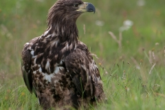 Zeearend Duitsland_HBN7019