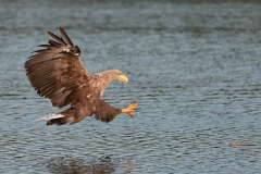 Zeearend Duitsland_HBN7431