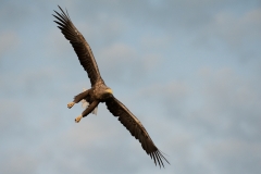 Zeearend Duitsland_HBN7493