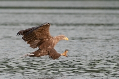 Zeearend Duitsland_HBN7501