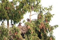 White-tailed Eagle; Zeearend; aliaeetus albicilla