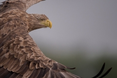 Zeearend_HB45934