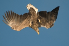 Zeearend_HBN0024