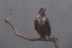 Zeearend; White-tailed Eagle; Haliaeetus albicilla; Havsörn; Seeadler