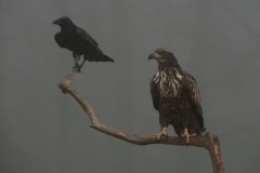 Zeearend; White-tailed Eagle; Haliaeetus albicilla; Havsörn; Seeadler