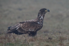 Zeearend; White-tailed Eagle; Haliaeetus albicilla; Havsörn; Seeadler