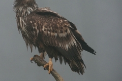 Zeearend; White-tailed Eagle; Haliaeetus albicilla; Havsörn; Seeadler