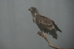 Zeearend; White-tailed Eagle; Haliaeetus albicilla; Havsörn; Seeadler
