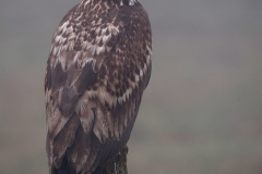 Zeearend_HBN2109