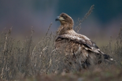 Zeearend_HBN4143
